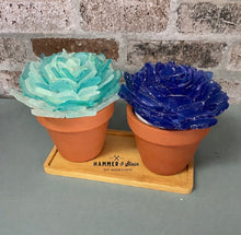 Tumbled Sea Glass Succulents and Projects (Saturday, June 6th @ 1pm)