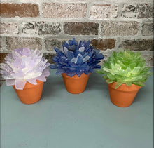 Tumbled Sea Glass Succulents and Projects (Saturday, June 6th @ 1pm)