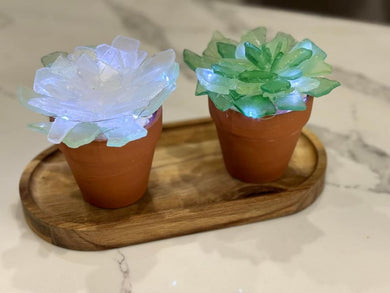 Sea Glass Succulents (Saturday, April 27th @ 1pm)